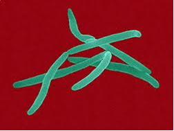 Fusobacterium nucleatum