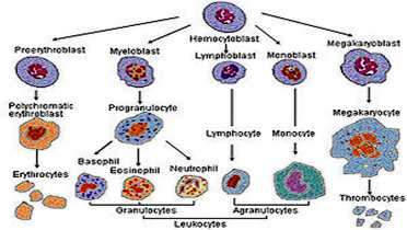 Stanice imunoloskog sistema
