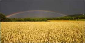 Prikaz pšenice u plodoredu