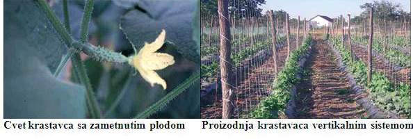 Proizodnja krastavaca