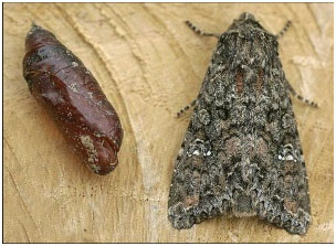 Kupusna sovica lutka i leptir