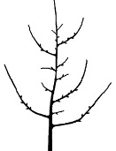 Nacin porasta Zlatnog delisesa