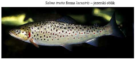 Salmo trutta forma fario