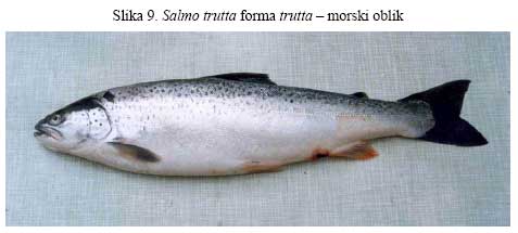 Salmo trutta forma trutta