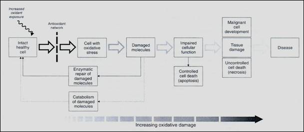 Šematski prikaz celijskih mehanizama odbrane od oksidativnog stresa
